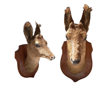 Tête de biche 3