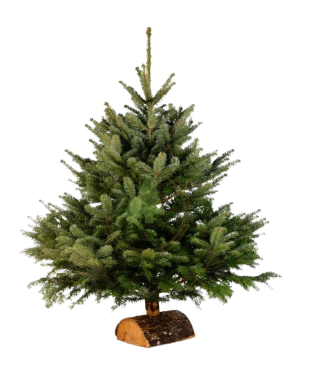 Sapin Nordmann H125-150cm (Réassort Nov 2026)