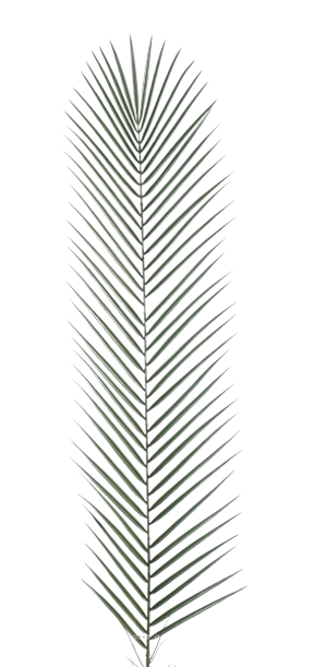 Feuille de palmier L136cm