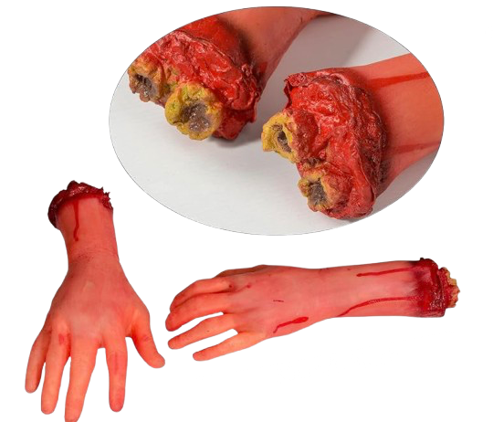 Avants bras humains