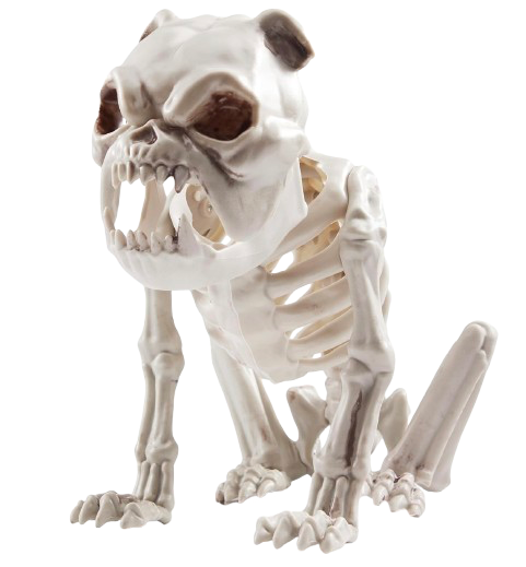 Squelette chien