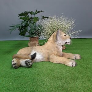 Lionceau couché - Image 3