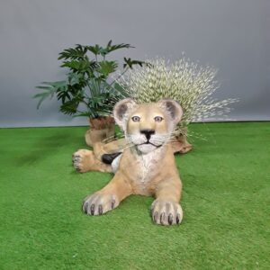 Lionceau couché - Image 5