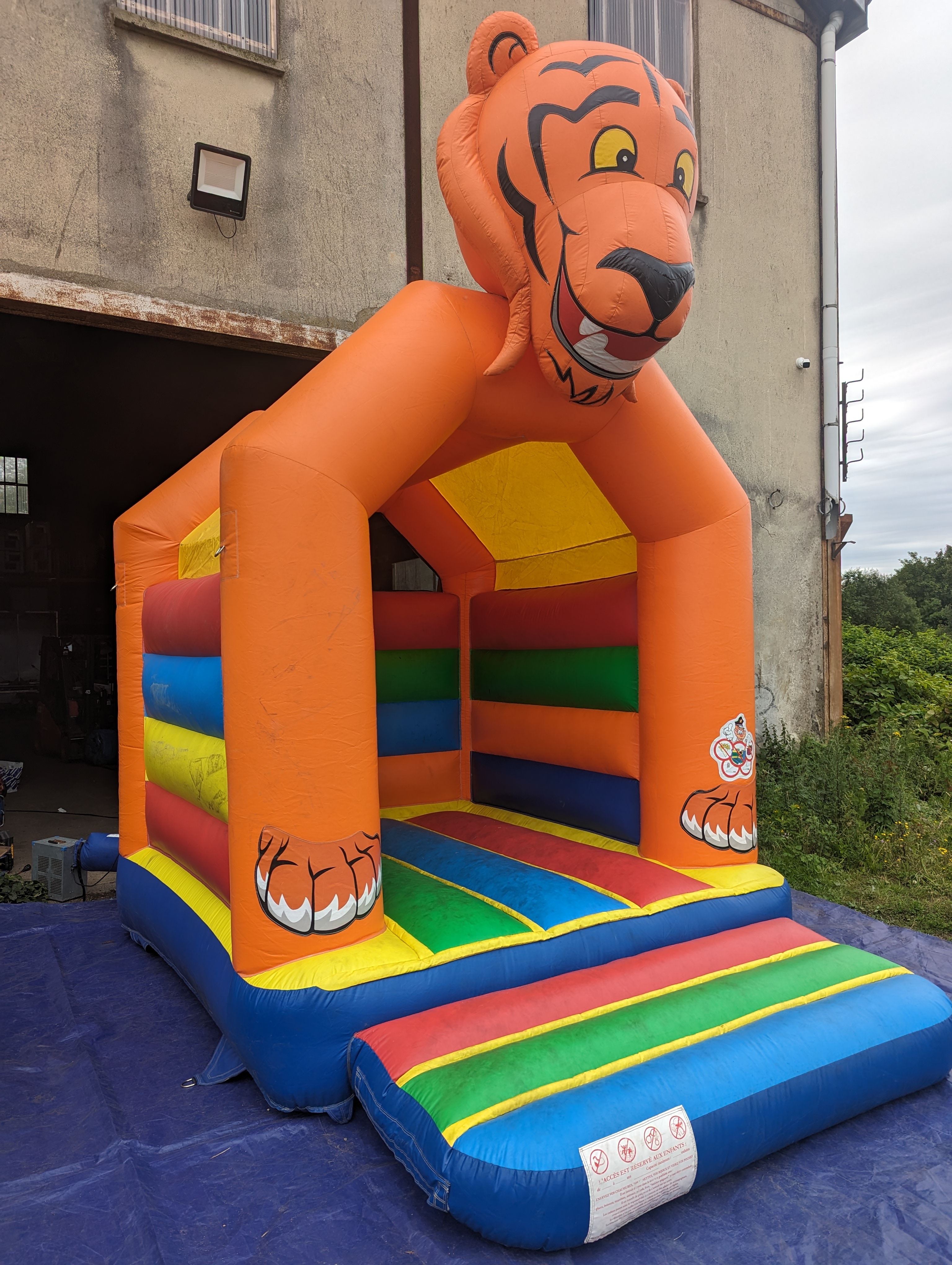 Le tigre  - Image 5