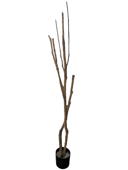 Arbre mort en pot