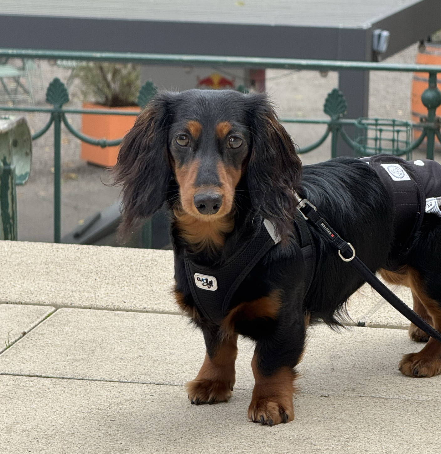 WILMA-ELLI  von Schiffberg (Rufnahme Elli) | 4,5kg | gechipt | entwurmt