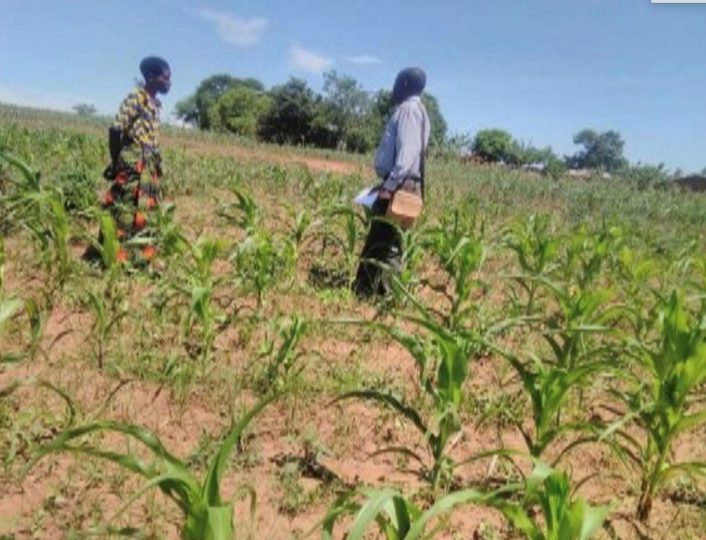 D Mum Field
