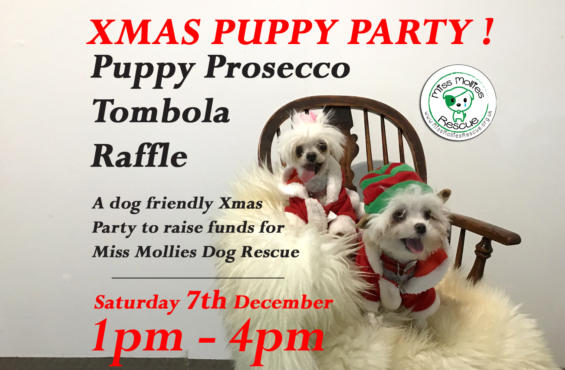 Puppy Party Web