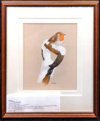 Robin In Winter Original Watercolour By Maurice Pledger 395 01