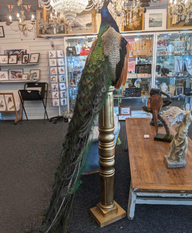 U115 Peacock On Golden Plinth 1400 01