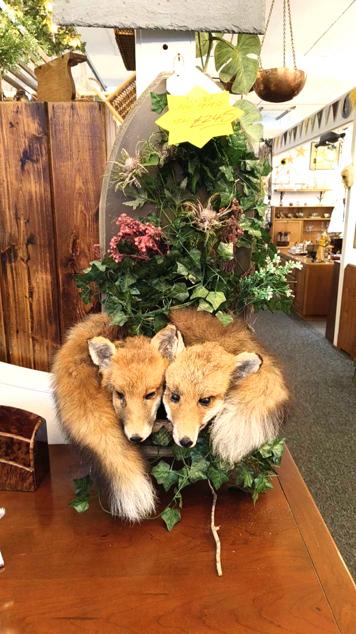 U115 Sale Double Fox Taxidermy 245 01