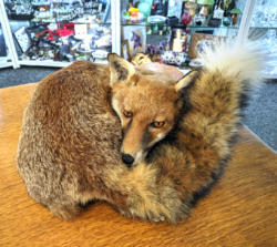 U115 Taxidermy Fox 550 01