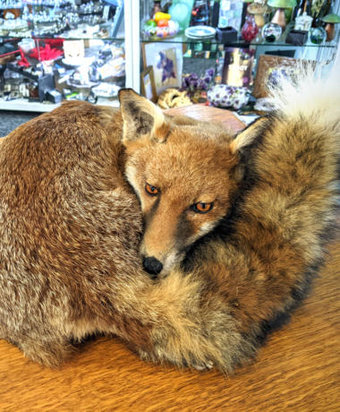 U115 Taxidermy Fox 550 01