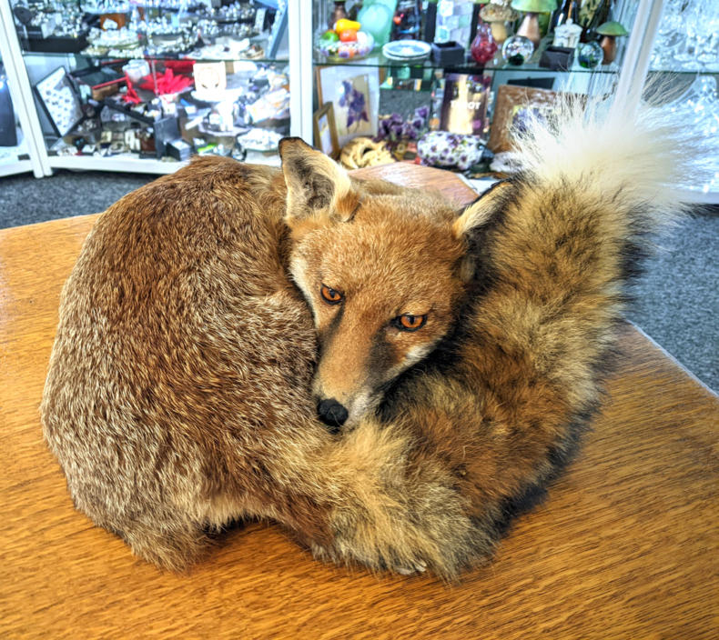 U115 Taxidermy Fox 550 01