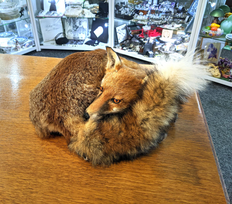 U115 Taxidermy Fox 550 02