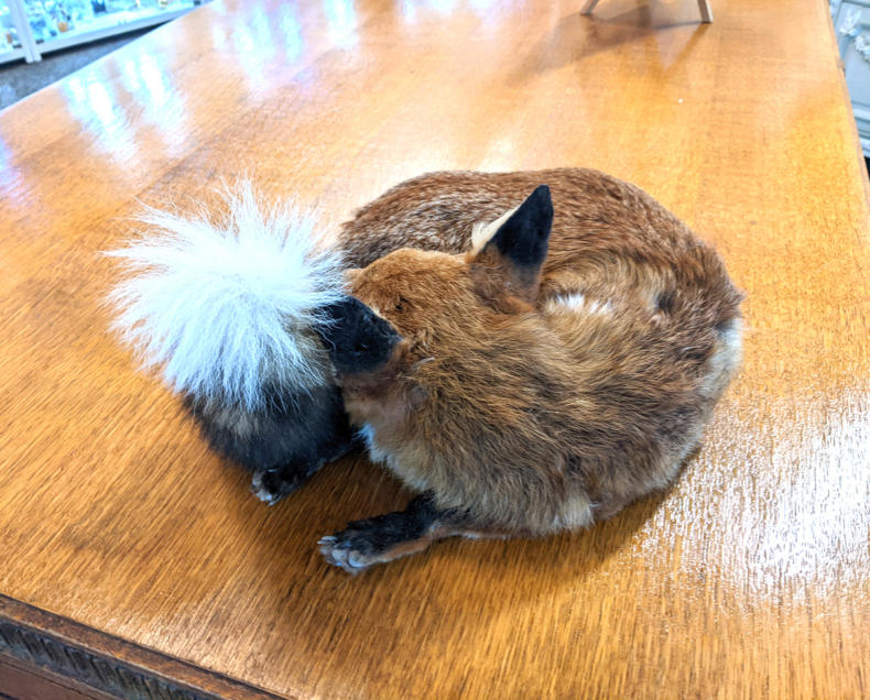 U115 Taxidermy Fox 550 03
