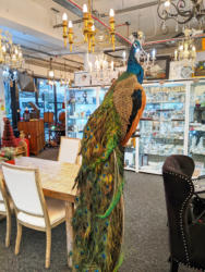 U115 Taxidermy Peacock 1500 01