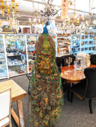 U115 Taxidermy Peacock 1500 03