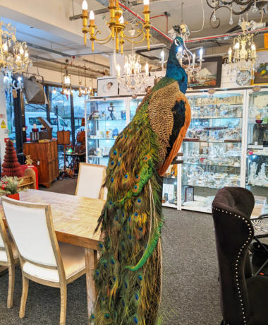 U115 Taxidermy Peacock 1500 01