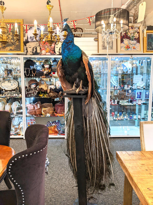 U115 Taxidermy Peacock 1500 02