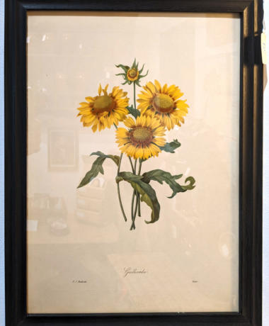 U27 Botanical Print From Stipple Engraving By Renowned Botanical Artist Pierre Joseph Celestin Redoute 40 1 01