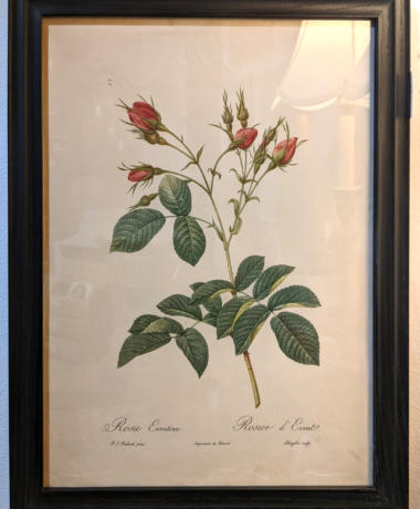 U27 Botanical Print From Stipple Engraving By Renowned Botanical Artist Pierre Joseph Celestin Redoute 40 3 01