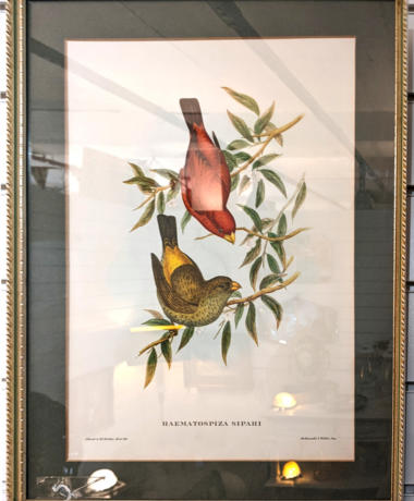 U39 1950S Lithograph Birds Of Australia Originally Published In 1850 68 3 4 180 1 01