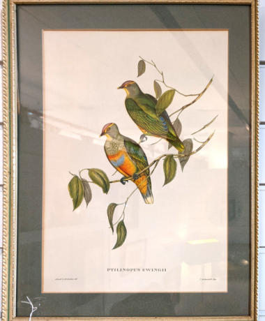 U39 1950S Lithograph Birds Of Australia Originally Published In 1850 68 3 4 180 2 01