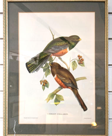 U39 1950S Lithograph Birds Of Australia Originally Published In 1850 68 3 4 180 3 01