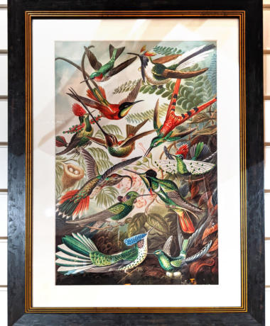 U39 Hummingbirds Framed Print 165 01