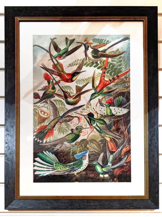 U39 Hummingbirds Framed Print 165 01