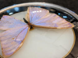 U55 Pm Vintage Butterfly Frame 20 05