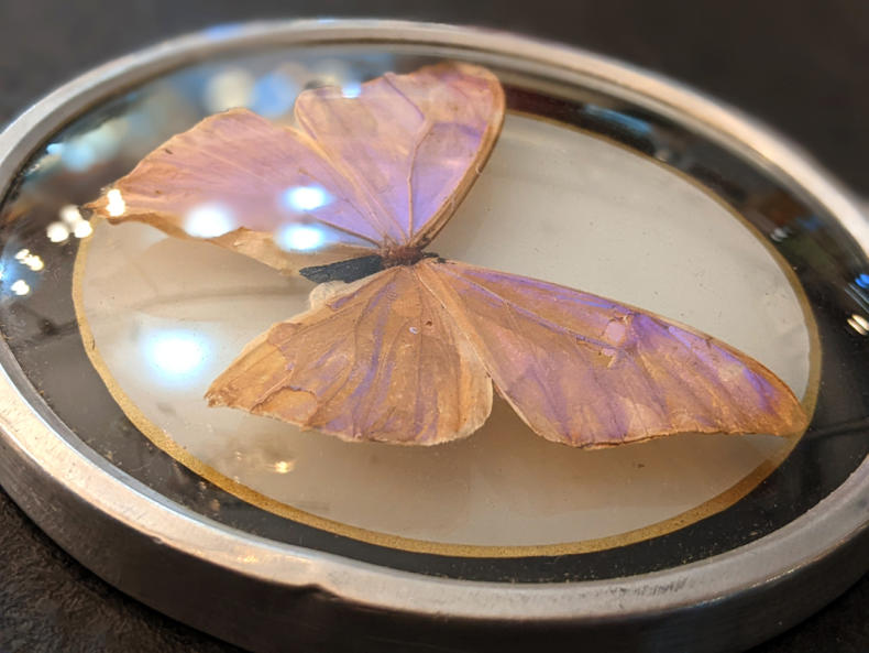 U55 Pm Vintage Butterfly Frame 20 03