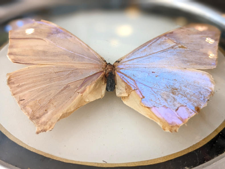 U55 Pm Vintage Butterfly Frame 20 04