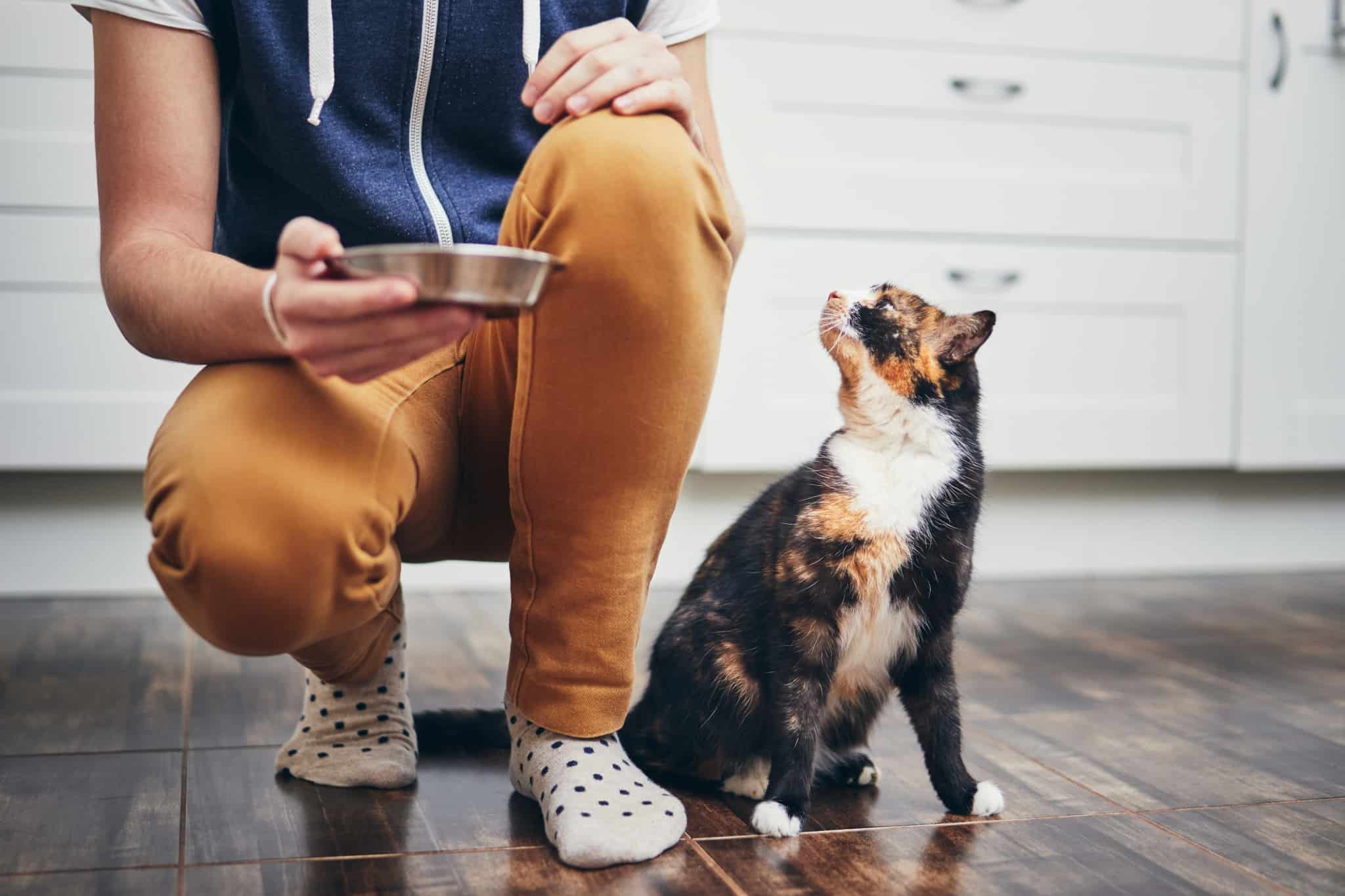 comida para gato