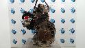 View Auto part MOTOR FORD FOCUS 2015