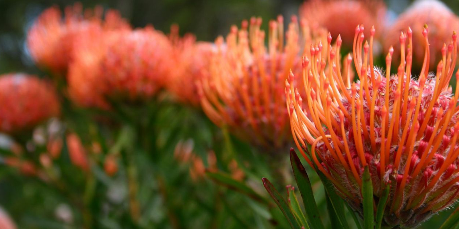 Les étonnantes fleurs d'Afrique du Sud - Rhino Africa Blog