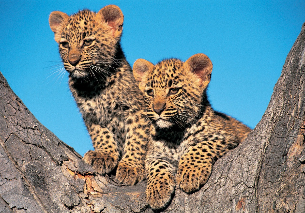 Baby Big 5 – Curiosidades sobre os filhotes dos Big 5