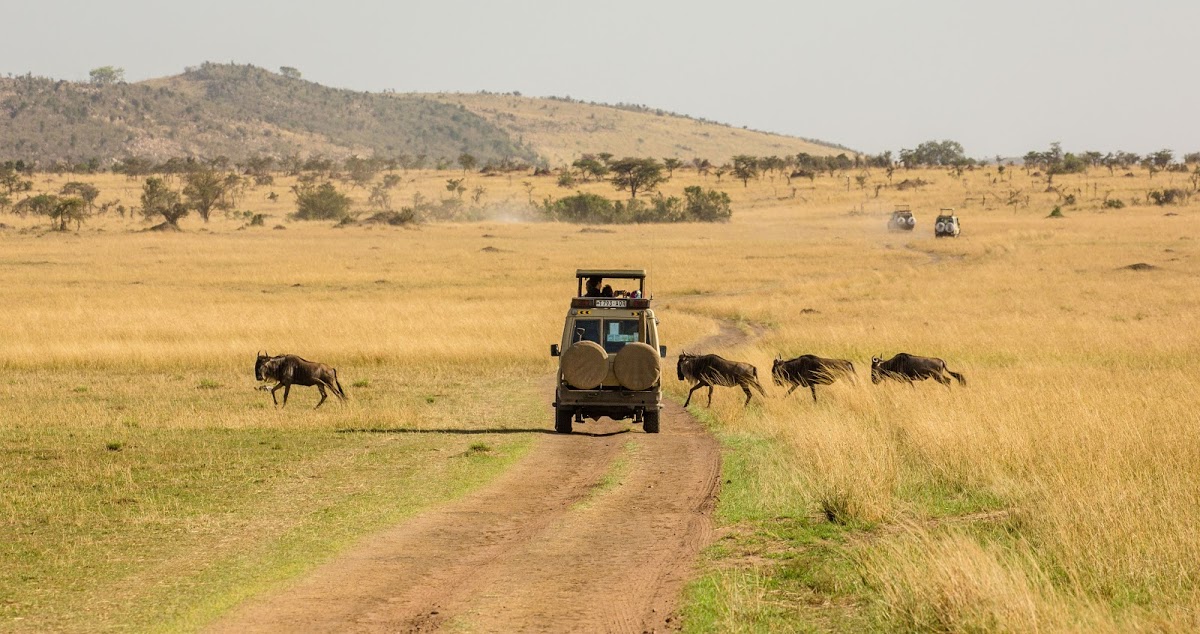 The Ultimate Guide to an East African Safari Rhino Africa Blog