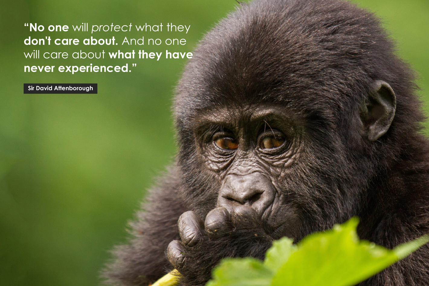 The 10 Best David Attenborough Quotes of All Time