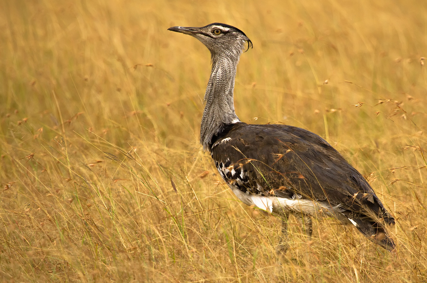 The 10 Most Fascinating Birds in Southern Africa | Rhino Africa Blog
