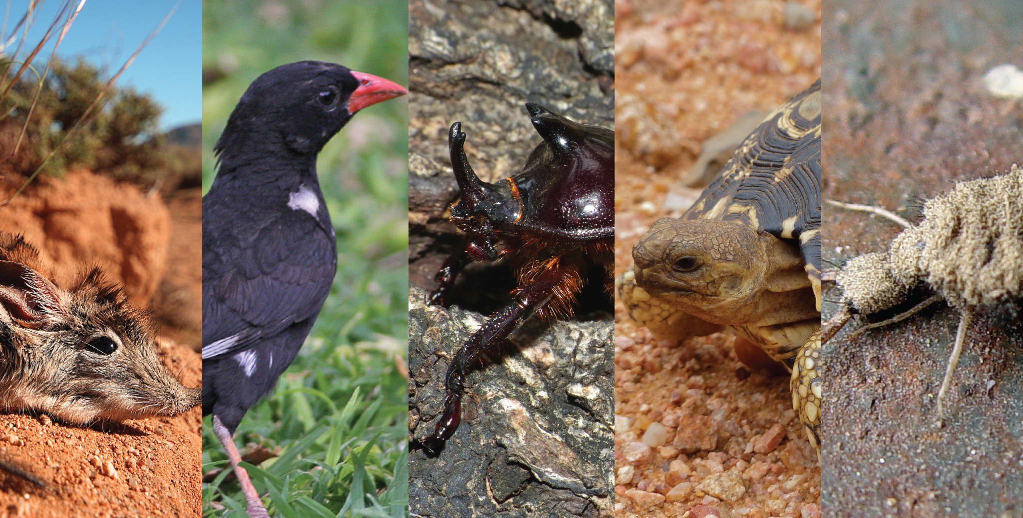 All about Africa's Little Five Rhino Africa Blog