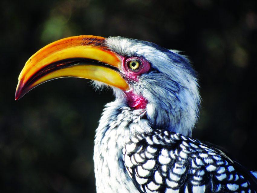 become a bird boffin with these five tricks and eight pics rhino
