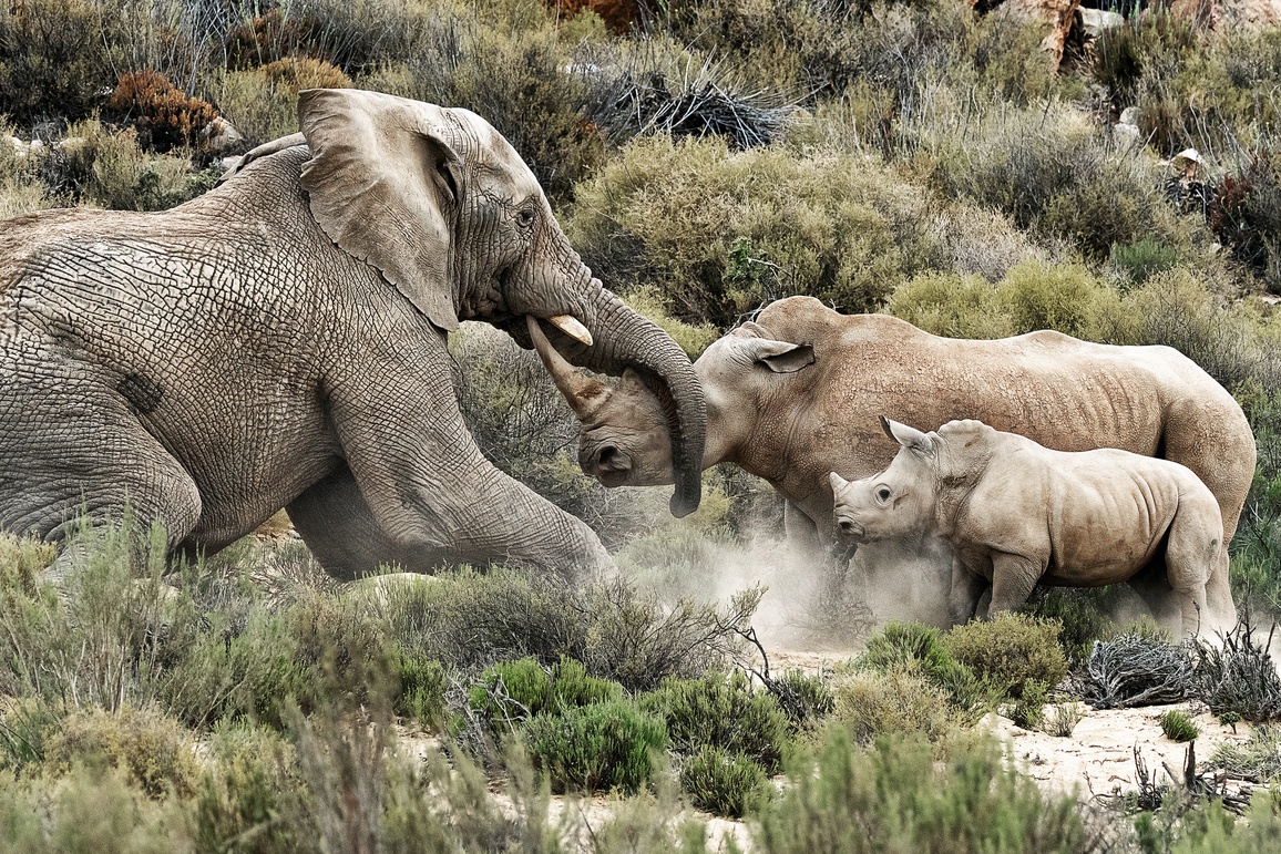 Éléphant vs Rhinocéros Impressionnante altercation ! Rhino Africa Blog