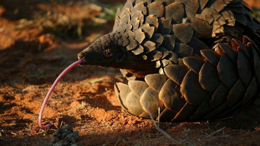 Safari 6 Animaux Rares à Voir En Afrique Rhino Africa Blog