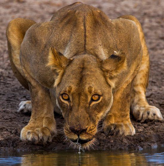 Image result for lioness drinking water