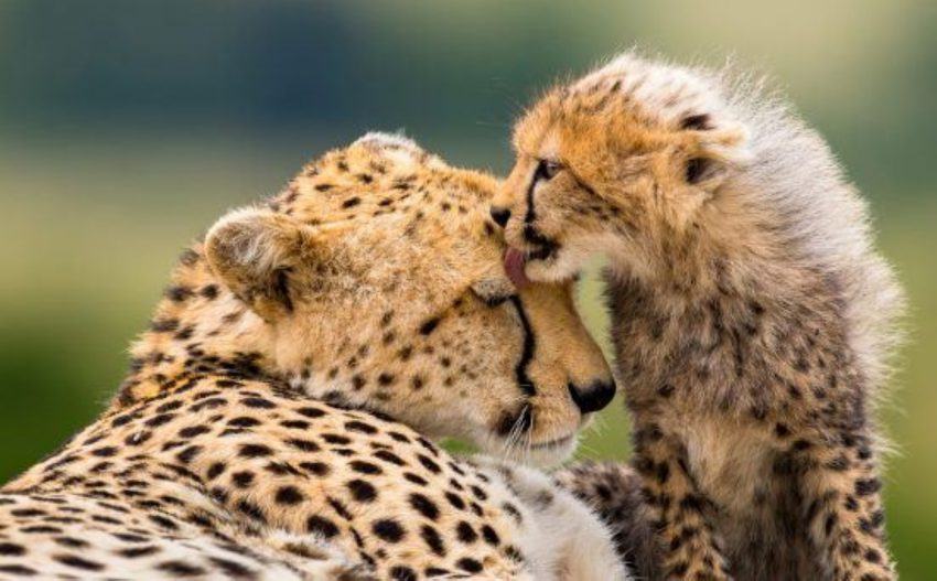 Unterschied Zwischen Leopard Und Jaguar