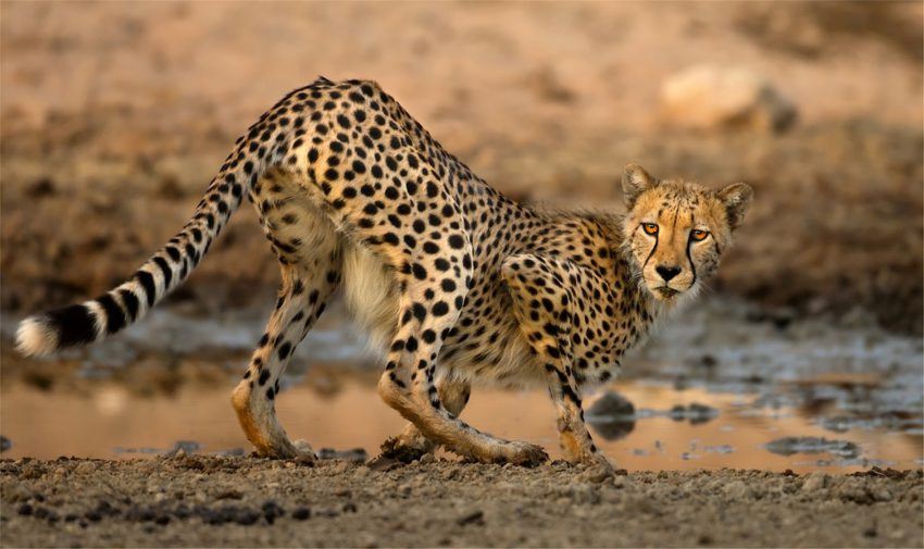 Unterschied Zwischen Leopard Und Jaguar