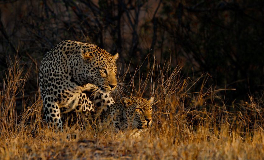 Unterschied Zwischen Leopard Und Jaguar
