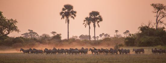 Zebra contra o pôr do sol
